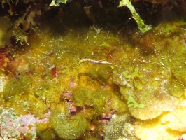 45 Arrow Blenny IMG 3753